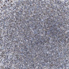 Immunohistochemical staining of human spleen shows high expression.
