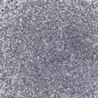 Immunohistochemical staining of human spleen shows high expression.