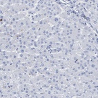 Anti-DRAM2 Antibody