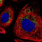 Anti-DRAM2 Antibody