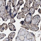 Immunohistochemical staining of human placenta shows moderate cytoplasmic positivity in trophoblastic cells.