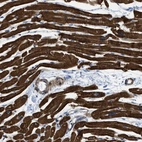 Anti-KCNH7 Antibody