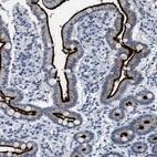 Immunohistochemical staining of human duodenum shows strong positivity in apical membrane in glandular cells.