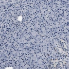 Immunohistochemical staining of human pancreas shows no positivity in exocrine glandular cells as expected.