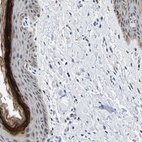 Anti-C14orf177 Antibody