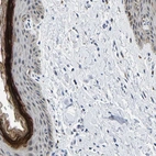 Anti-C14orf177 Antibody