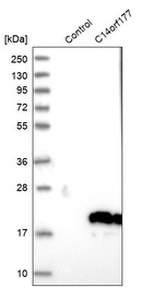 Western blot analysis in control (vector only transfected HEK293T lysate) and C14orf177 over-expression lysate (Co-expressed with a C-terminal myc-DDK tag (~3.1 kDa) in mammalian HEK293T cells, LY405484).