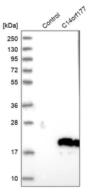 Western blot analysis in control (vector only transfected HEK293T lysate) and C14orf177 over-expression lysate (Co-expressed with a C-terminal myc-DDK tag (~3.1 kDa) in mammalian HEK293T cells, LY405484).