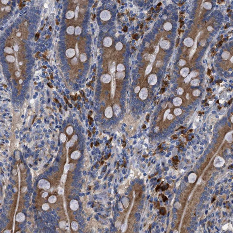Anti-SLC50A1 Antibody
