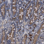 Anti-SLC50A1 Antibody