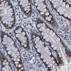 Immunohistochemical staining of human colon shows strong cytoplasmic granular positivity in glandular cells.