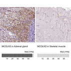 Anti-MCOLN3 Antibody