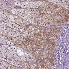 Immunohistochemical staining of human adrenal gland shows high expression.