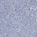 Immunohistochemical staining of human pancreas shows no positivity in exocrine glandular cells as expected.
