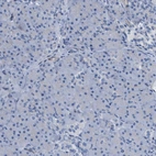 Immunohistochemical staining of human pancreas shows no positivity in exocrine glandular cells as expected.