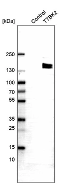 Western blot analysis in control (vector only transfected HEK293T lysate) and TTBK2 over-expression lysate (Co-expressed with a C-terminal myc-DDK tag (~3.1 kDa) in mammalian HEK293T cells, LY406582).