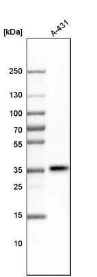 Western blot analysis in human cell line A-431.