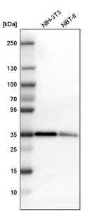 Western blot analysis in mouse cell line NIH-3T3 and rat cell line NBT-II.