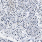 Anti-BAG1 Antibody