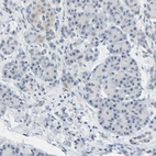 Immunohistochemical staining of human pancreas shows low expression as expected.