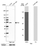 Western blot analysis in human cell lines A-431 and U-251MG using Anti-TES antibody. Corresponding TES RNA-seq data are presented for the same cell lines. Loading control: Anti-HSP90B1.