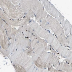 Immunohistochemical staining of human skeletal muscle shows very weak positivity in myocytes.