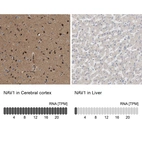 Anti-NAV1 Antibody