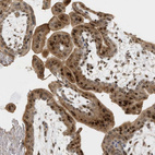 Immunohistochemical staining of human placenta shows strong cytoplasmic and nuclear positivity in trophoblastic cells.