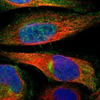Immunofluorescent staining of human cell line U-2 OS shows localization to nuclear speckles & vesicles.