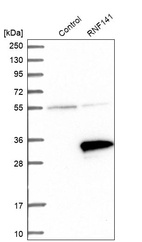 Anti-RNF141 Antibody