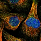 Immunofluorescent staining of human cell line U-2 OS shows localization to nucleoplasm & microtubules.