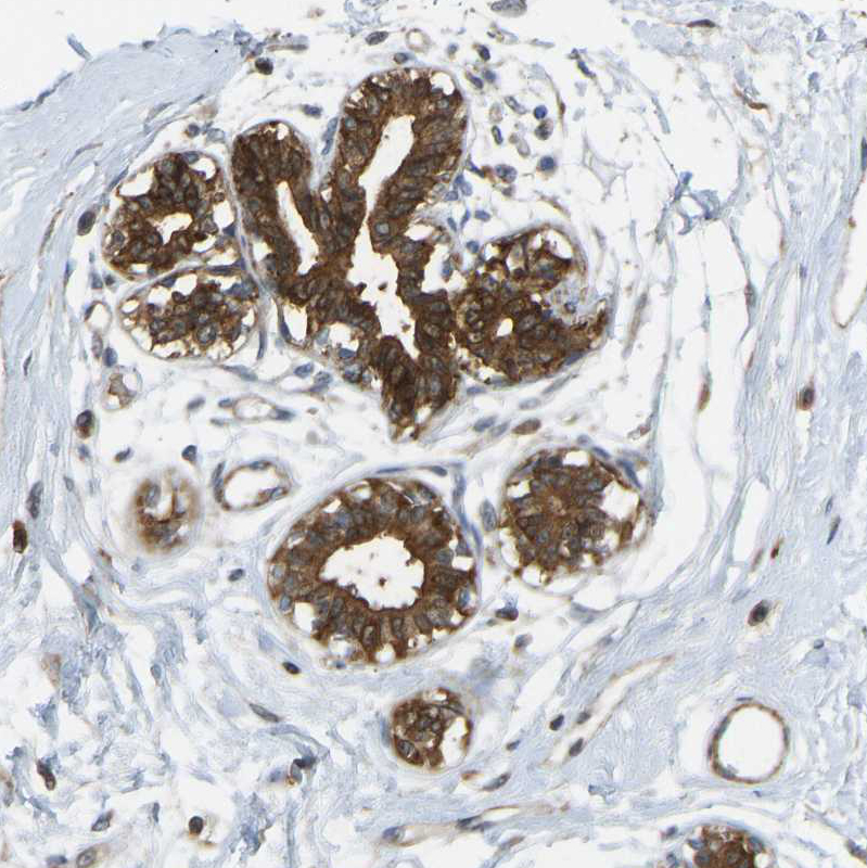 Anti-KIAA1671 Antibody