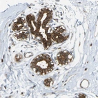 Anti-KIAA1671 Antibody