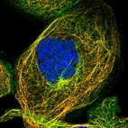 Immunofluorescent staining of human cell line A-431 shows localization to microtubules.