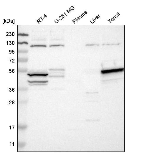 Anti-STK17A Antibody