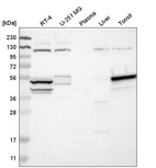 Anti-STK17A Antibody