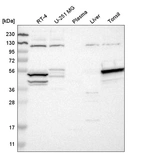 Anti-STK17A Antibody
