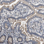 Immunohistochemical staining of human small intestine shows moderate cytoplasmic granular positivity in glandular cells.