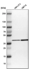 Western blot analysis in mouse cell line NIH-3T3 and rat cell line NBT-II.