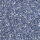 Immunohistochemical staining of human lymph node shows moderate nuclear positivity in non-germinal center cells.