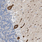 Anti-FARS2 Antibody