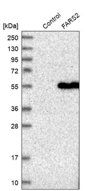 Western blot analysis in control (vector only transfected HEK293T lysate) and FARS2 over-expression lysate (Co-expressed with a C-terminal myc-DDK tag (~3.1 kDa) in mammalian HEK293T cells, LY416556).