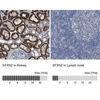 Anti-SFXN2 Antibody