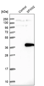 Western blot analysis in control (vector only transfected HEK293T lysate) and SFXN2 over-expression lysate (Co-expressed with a C-terminal myc-DDK tag (~3.1 kDa) in mammalian HEK293T cells, LY403612).