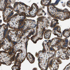 Immunohistochemical staining of human placenta shows strong cytoplasmic positivity in trophoblastic cells.