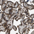 Immunohistochemical staining of human placenta shows strong cytoplasmic positivity in trophoblastic cells.