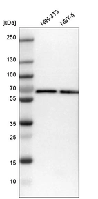 Western blot analysis in mouse cell line NIH-3T3 and rat cell line NBT-II.