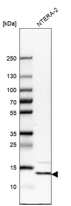 Western blot analysis in human cell line NTERA-2.