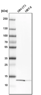 Western blot analysis in mouse cell line NIH-3T3 and rat cell line NBT-II.