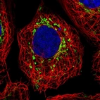 Immunofluorescent staining of human cell line A-431 shows localization to mitochondria.